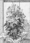 Memorial Lillies